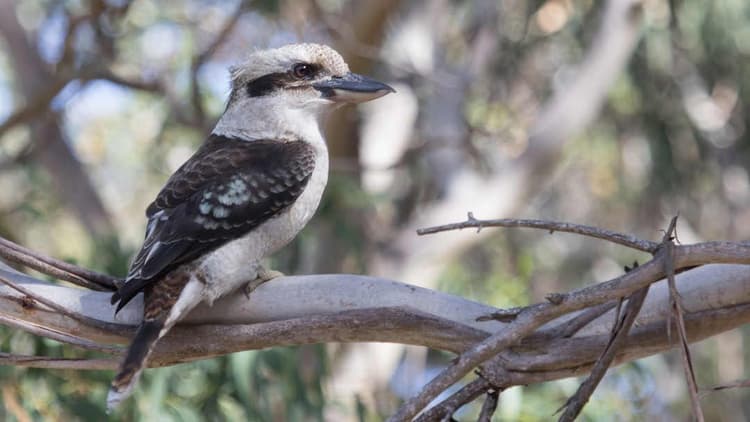 Can avitourism save the Laughing Kookaburra?